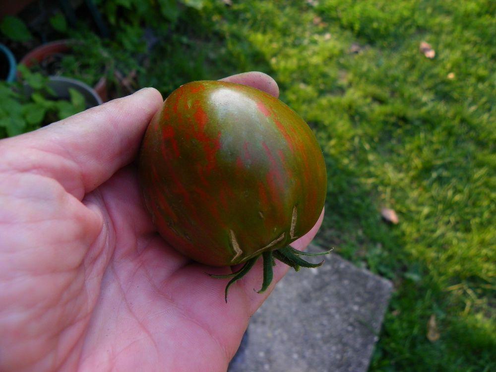 Photo of Tomato (Solanum lycopersicum 'Black and Brown Boar') uploaded by Newyorkrita