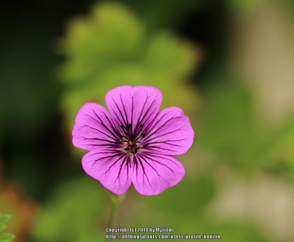 Photo of Geranium 'Pink Penny' uploaded by bonitin