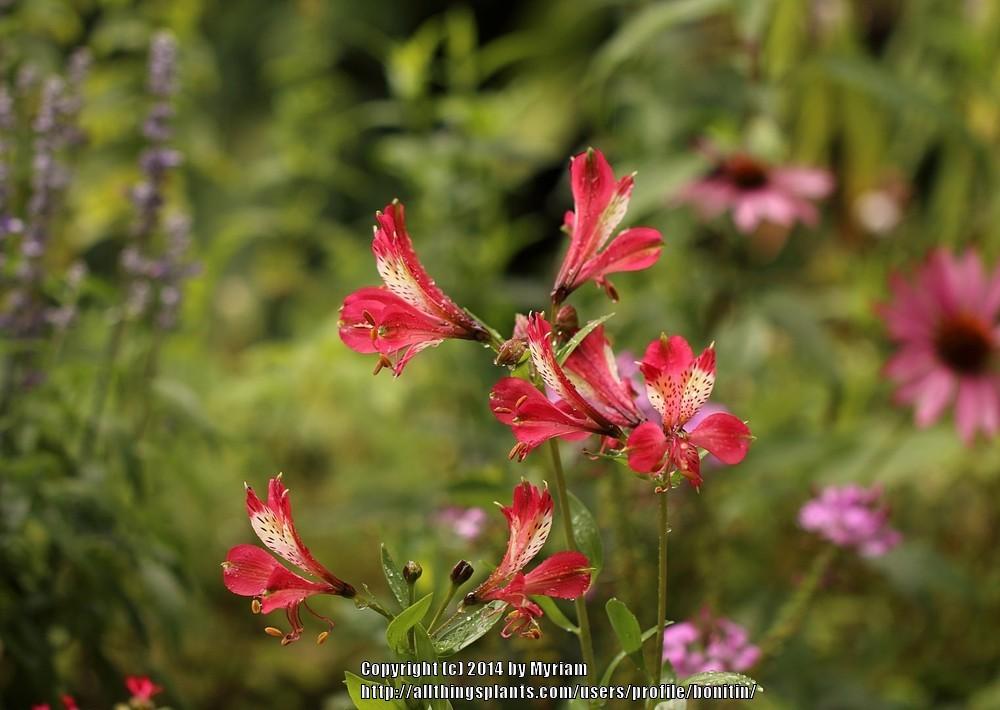 Photo of Peruvian Lily (Alstroemeria 'Freedom') uploaded by bonitin