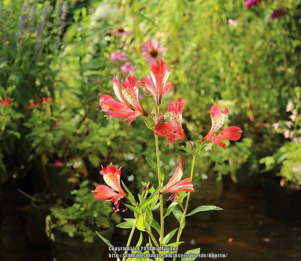 Photo of Peruvian Lily (Alstroemeria 'Freedom') uploaded by bonitin