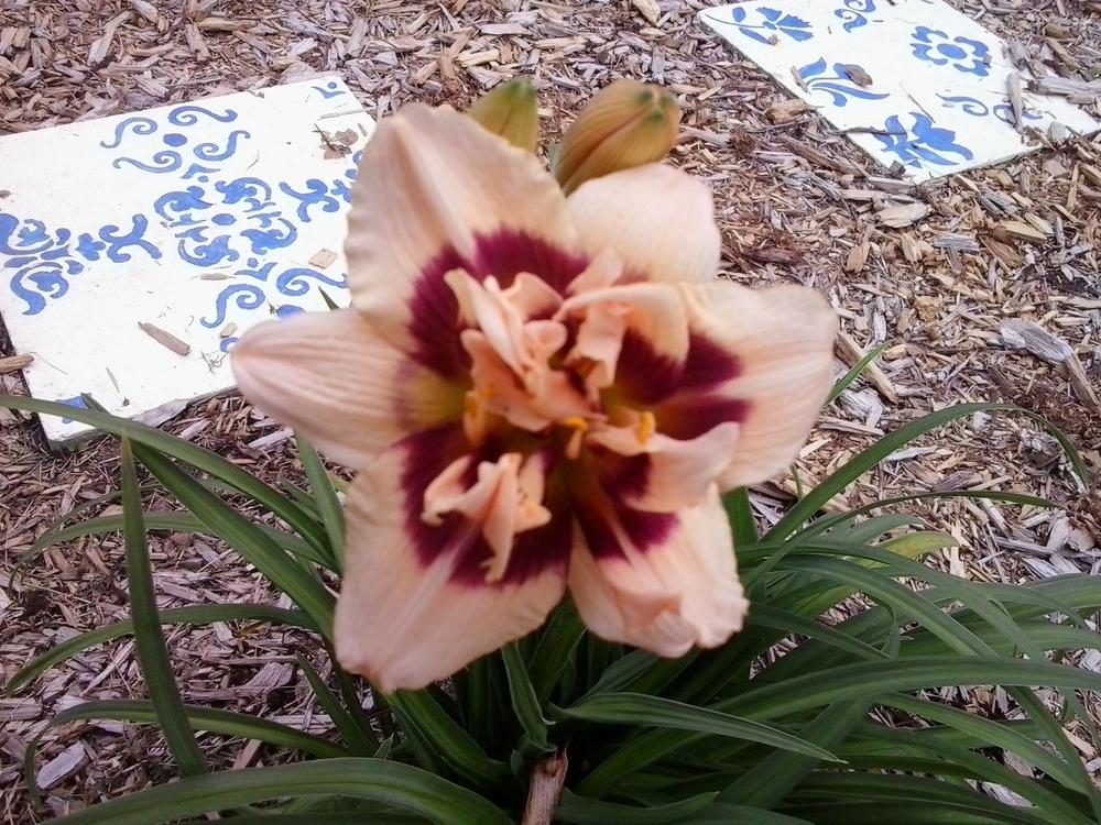 Photo of Daylily (Hemerocallis 'Roswitha') uploaded by bpsgarden