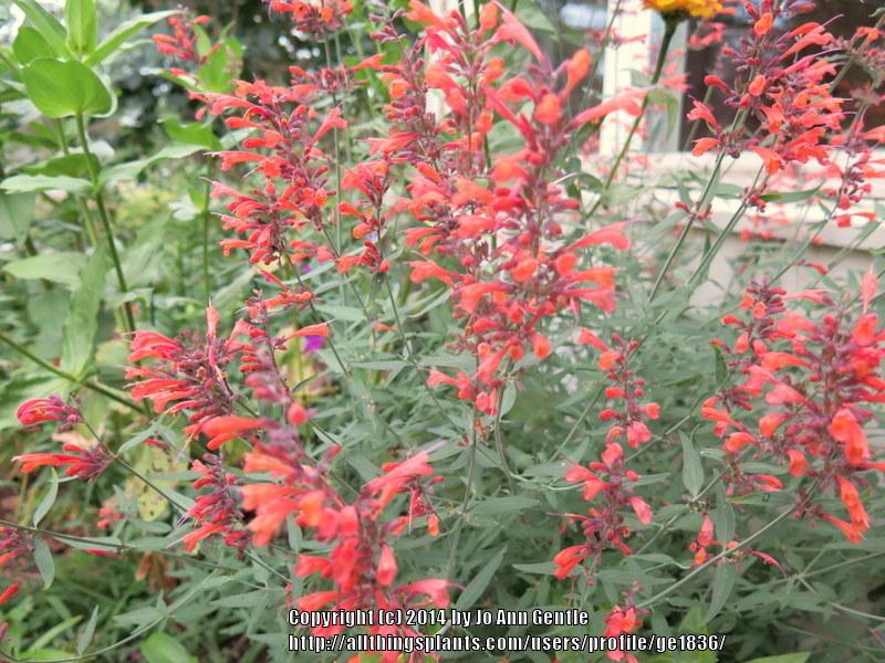 Photo of Sunset Hyssop (Agastache rupestris 'Apache Sunset') uploaded by ge1836