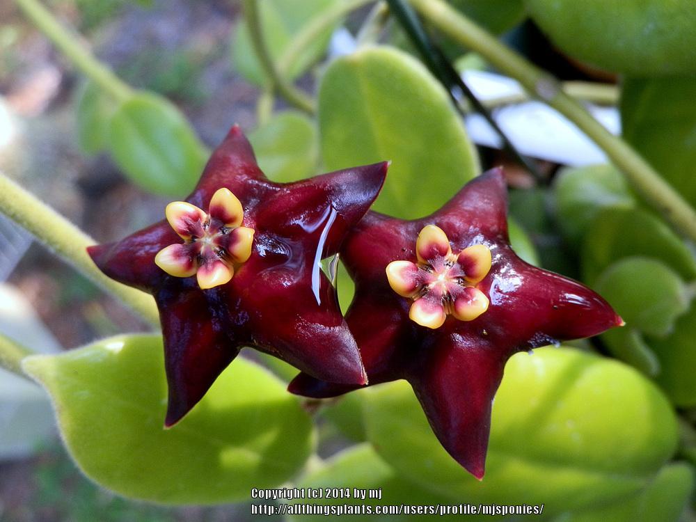 Photo of Black Hoya (Hoya ciliata) uploaded by mjsponies