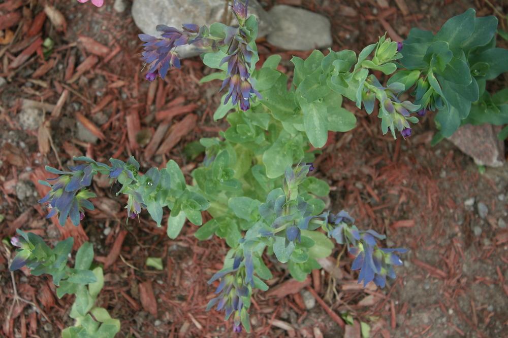 Photo of Honeywort (Cerinthe major subsp. purpurascens) uploaded by Daylilybaby