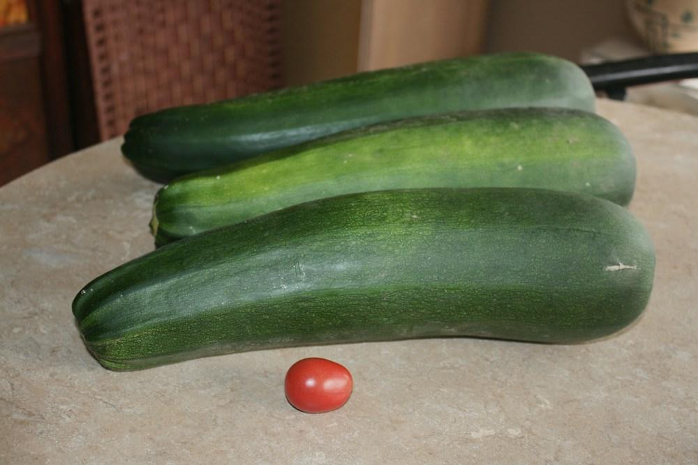 Photo of Zucchini (Cucurbita pepo 'Dark Green Zucchini') uploaded by Daylilybaby