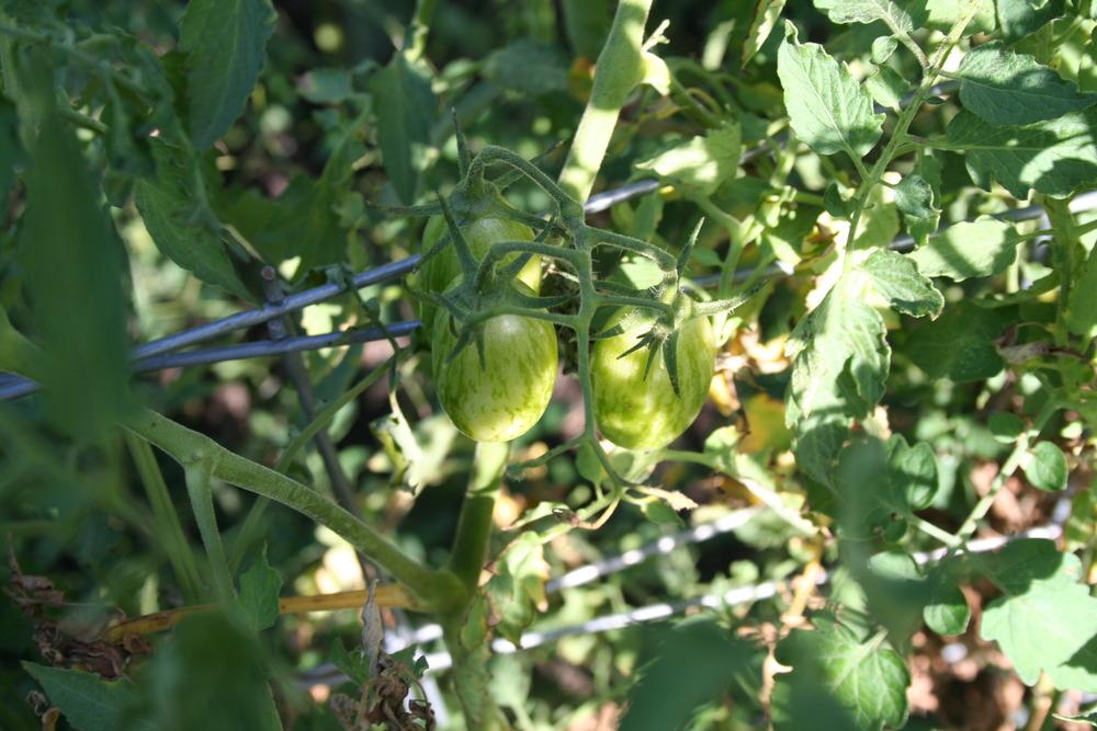 Photo of Tomato (Solanum lycopersicum 'Blush Tiger') uploaded by KentPfeiffer