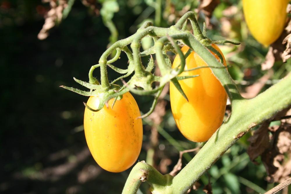Photo of Tomato (Solanum lycopersicum 'Blush Tiger') uploaded by KentPfeiffer