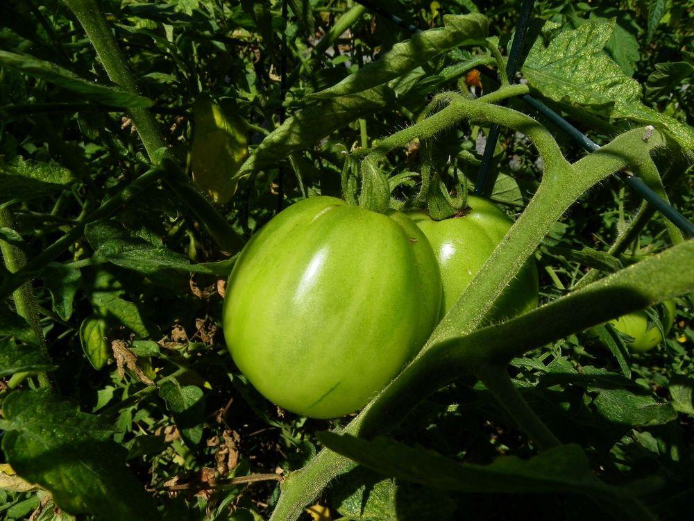 Photo of Tomato (Solanum lycopersicum 'Cuor di Bue') uploaded by Newyorkrita