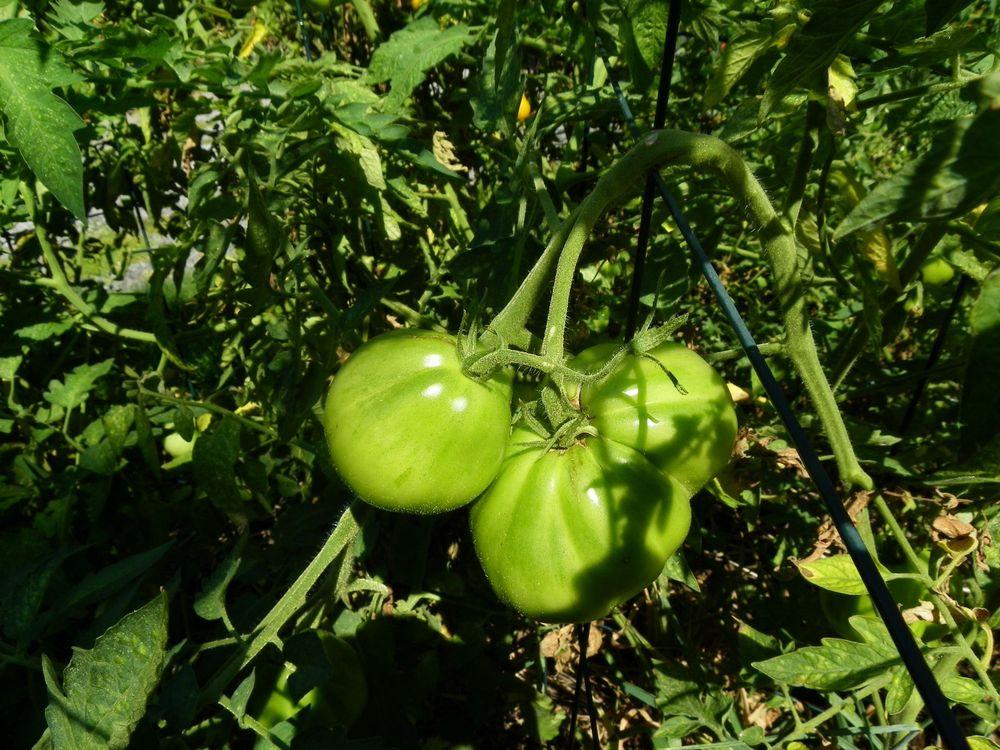 Photo of Tomato (Solanum lycopersicum 'Cuor di Bue') uploaded by Newyorkrita