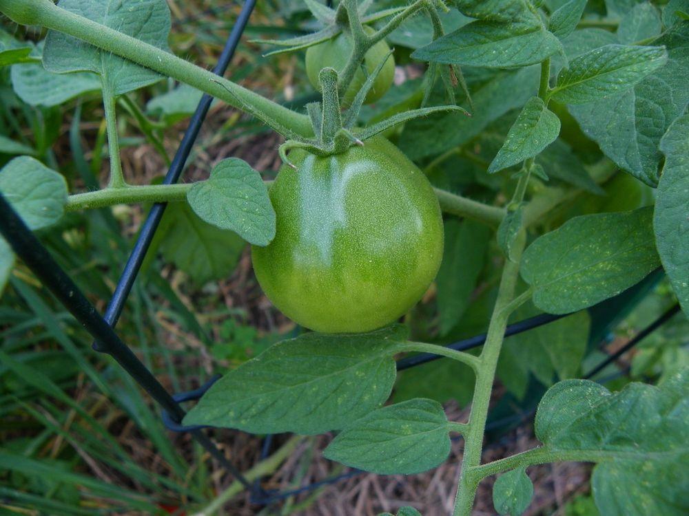 Photo of Tomato (Solanum lycopersicum 'Japanese Trifele Black') uploaded by Newyorkrita
