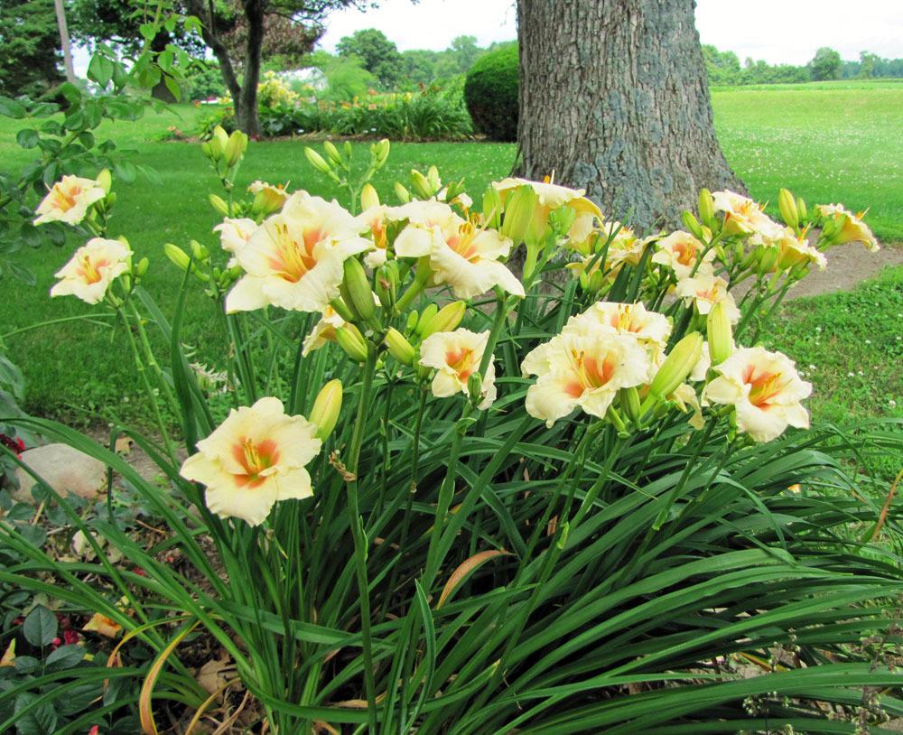 Photo of Daylilies (Hemerocallis) uploaded by TBGDN