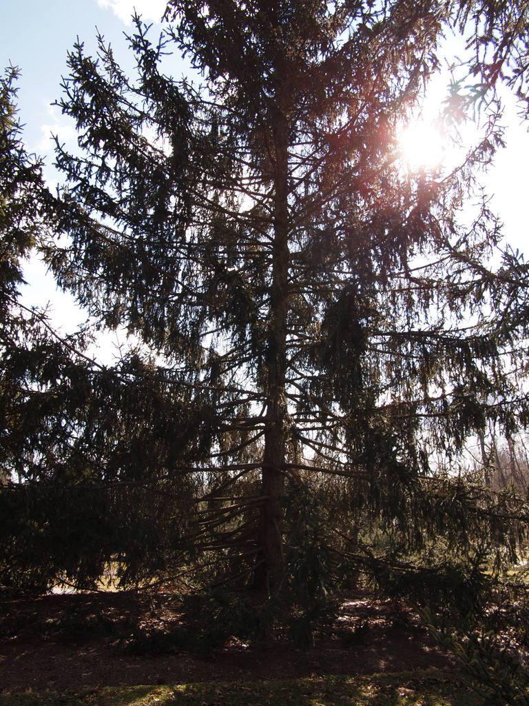 Photo of Norway Spruce (Picea abies) uploaded by frankrichards16
