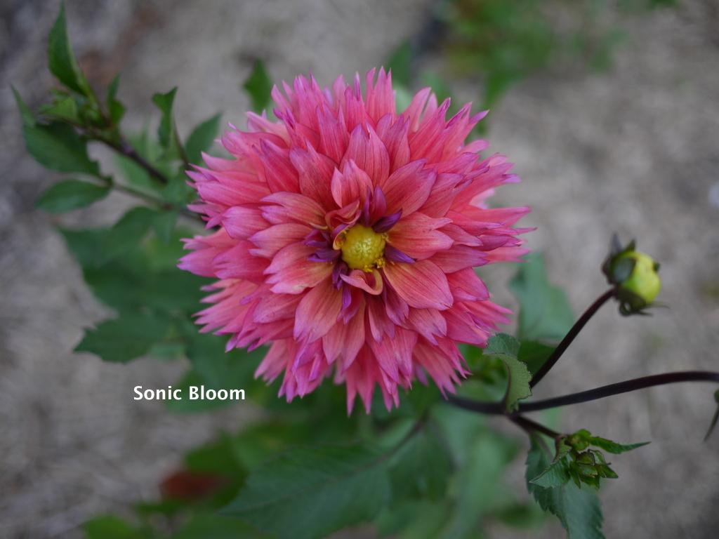 Photo of Dahlia 'Sonic Bloom' uploaded by frankrichards16