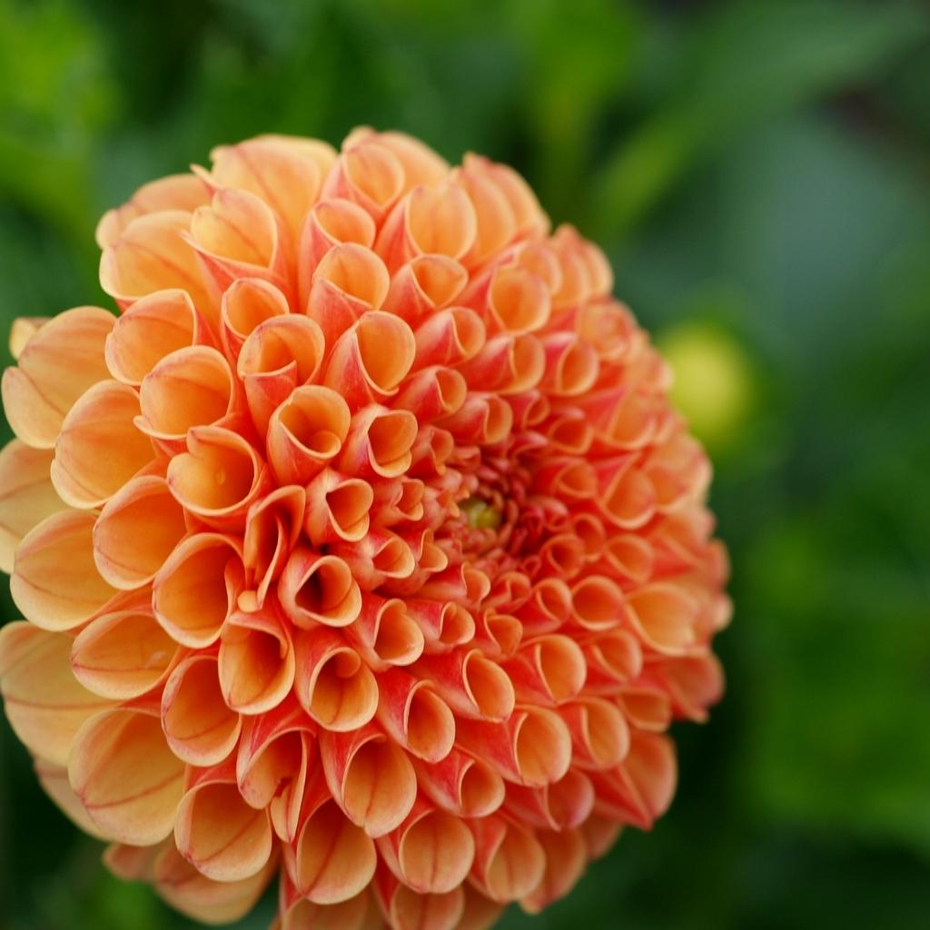 Photo of Dahlia 'Amber Queen' uploaded by frankrichards16