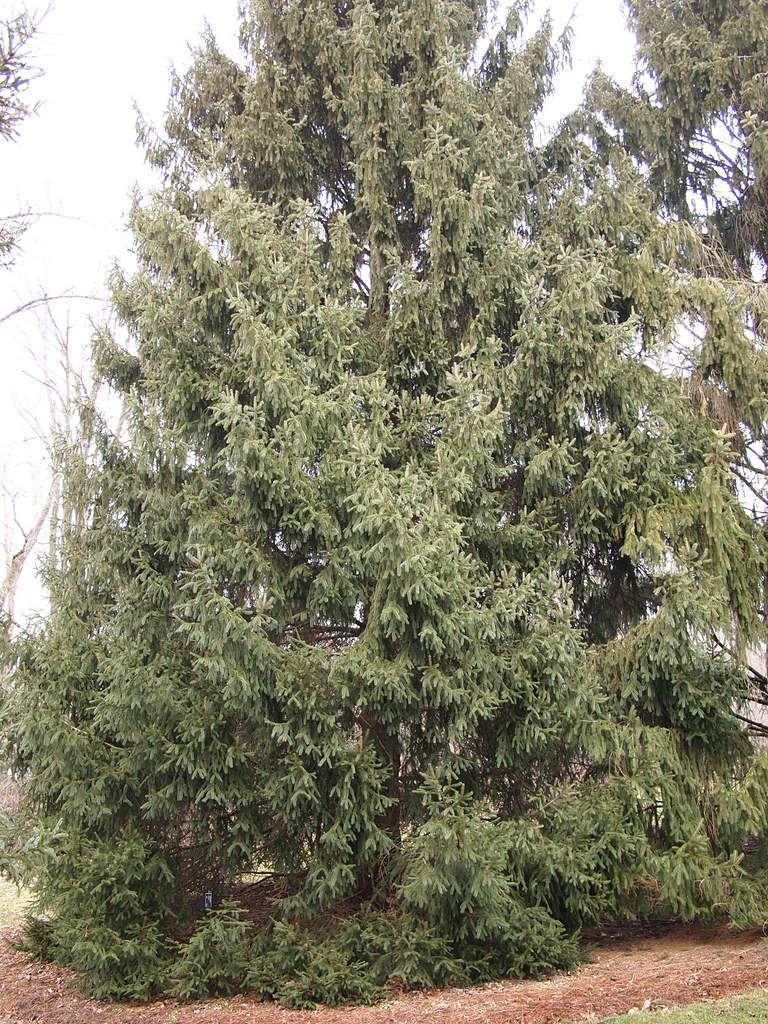 Photo of Norway Spruce (Picea abies) uploaded by frankrichards16