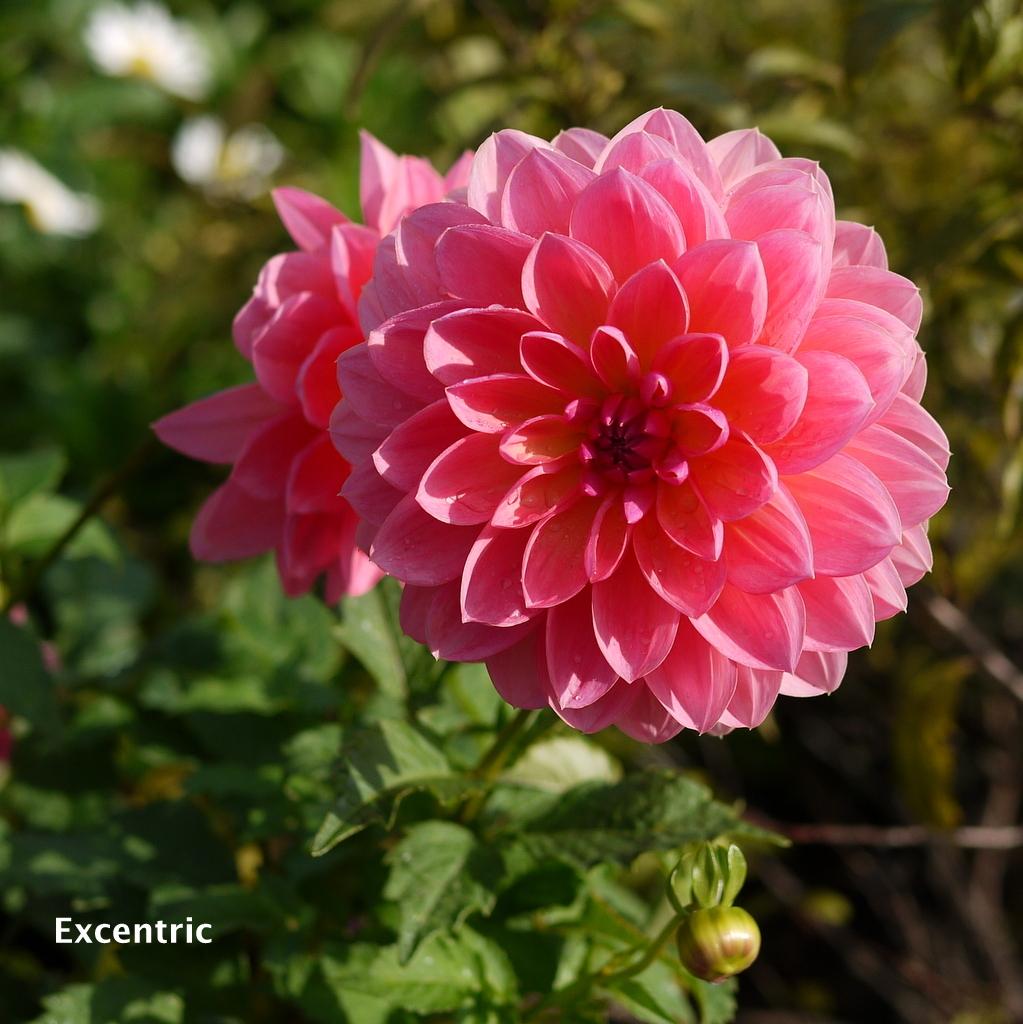 Photo of Dahlia 'Excentric' uploaded by frankrichards16