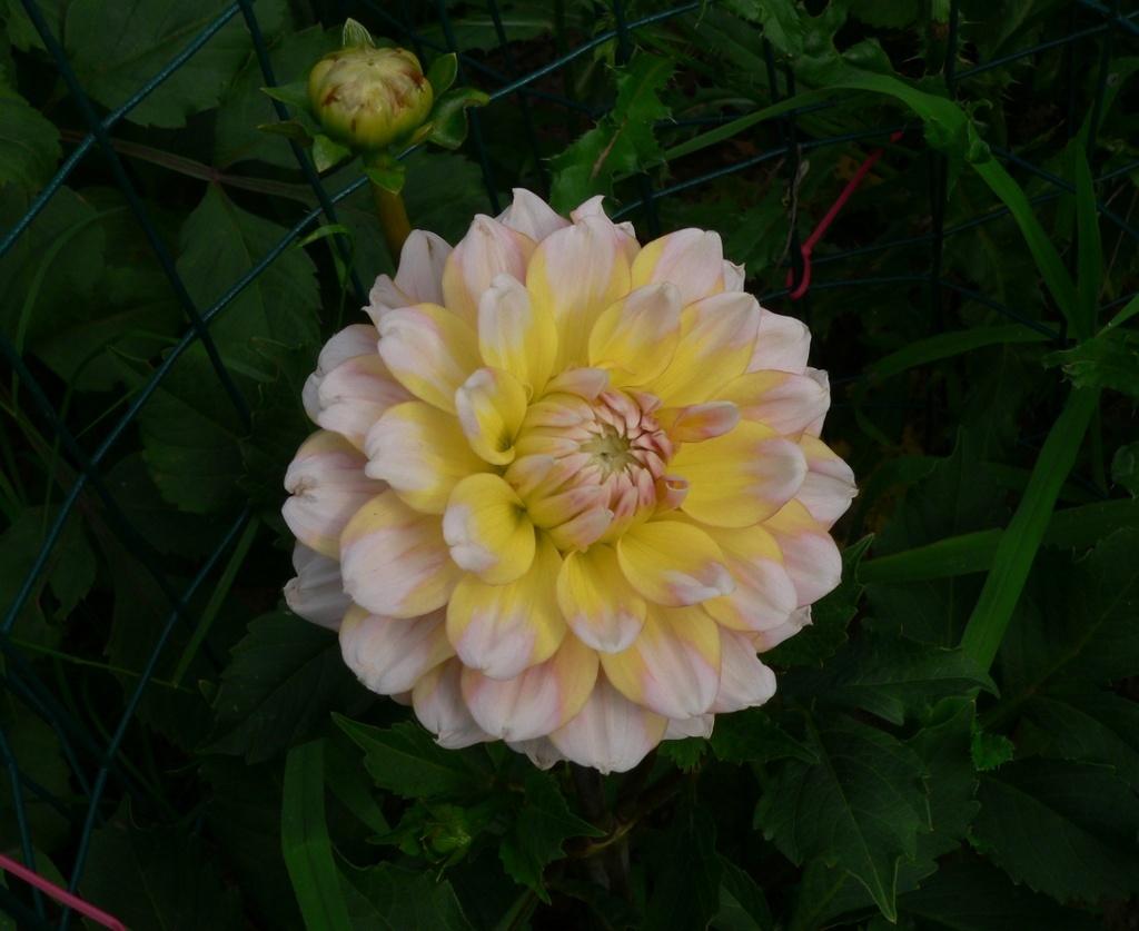 Photo of Dahlia 'Peaches and Cream' uploaded by frankrichards16