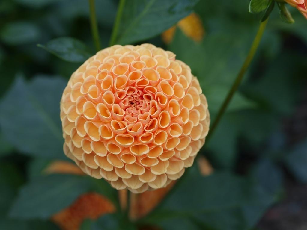 Photo of Dahlia 'Amber Queen' uploaded by frankrichards16