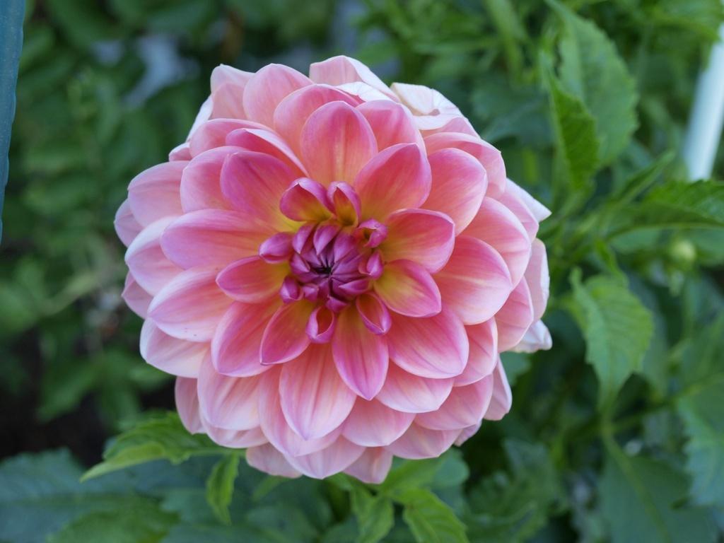 Photo of Dahlia 'Excentric' uploaded by frankrichards16