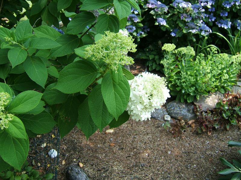 Photo of Panicle Hydrangea (Hydrangea paniculata Limelight™) uploaded by pirl