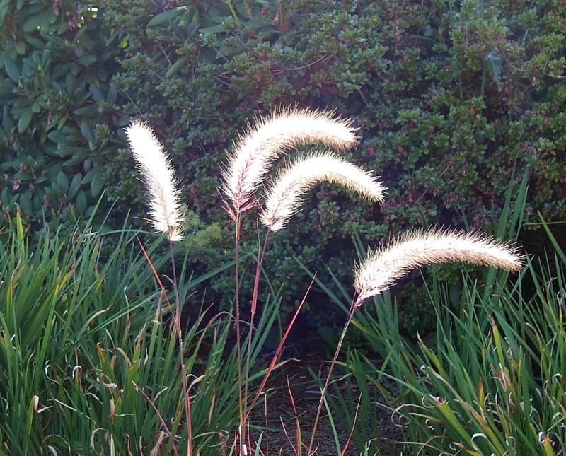 Photo of Purple Fountain Grass (Cenchrus setaceus 'Rubrum') uploaded by pirl