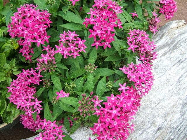 Photo of Star Flower (Pentas lanceolata) uploaded by pirl