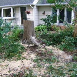 Location: Terrace garden left side.
Date: 2011-0830
The stump remaining.