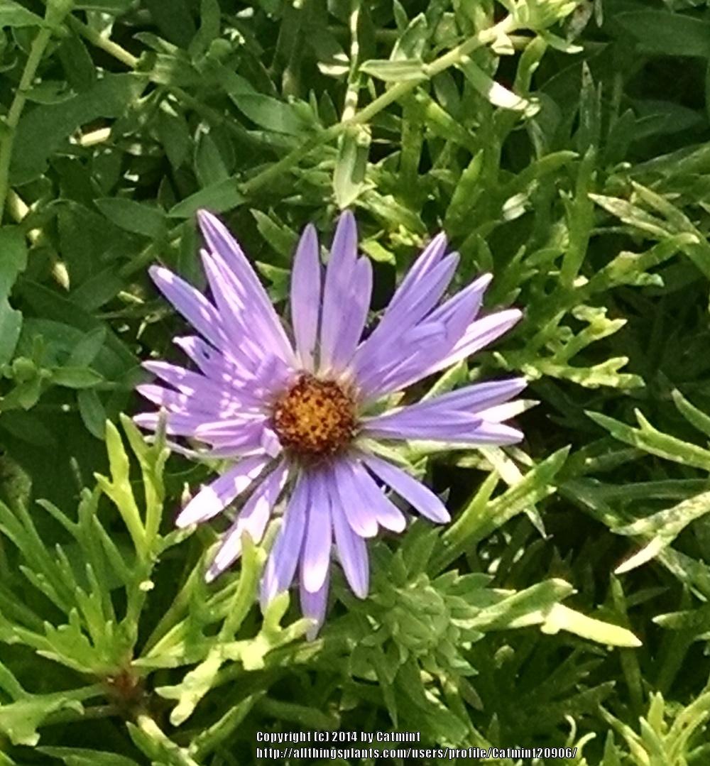 Photo of Aromatic Aster (Symphyotrichum oblongifolium 'October Skies') uploaded by Catmint20906
