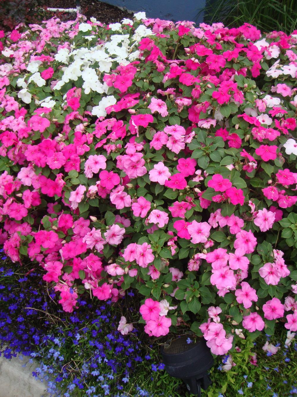 Photo of Busy Lizzy (Impatiens walleriana) uploaded by Paul2032