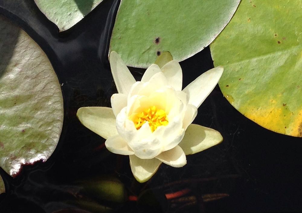 Photo of American White Waterlily (Nymphaea odorata) uploaded by bxncbx
