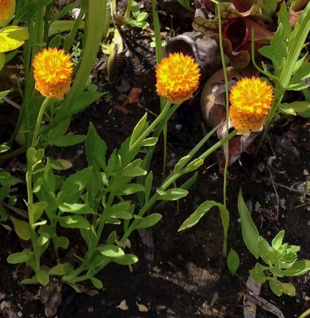 Photo of Bog Cheetos (Polygala lutea) uploaded by bxncbx