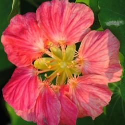 Location: My Northeastern Indiana Gardens - Zone 5b
Date: 2014-08-24
Older bloom