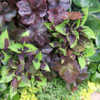 Blends nicely with Obsidian heuchera, and other plants at the fro