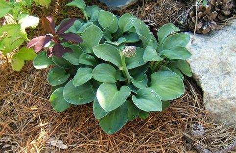 Photo of Hosta 'Blue Mouse Ears' uploaded by pirl