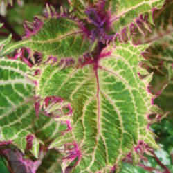 Location: My Garden
Date: 2014-08-28
This is the first coleus I ever purchased and still my favorite m