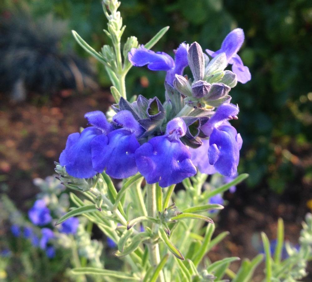 Photo of Blue Sage (Salvia azurea) uploaded by HamiltonSquare