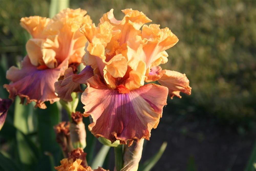 Photo of Tall Bearded Iris (Iris 'Glamazon') uploaded by KentPfeiffer