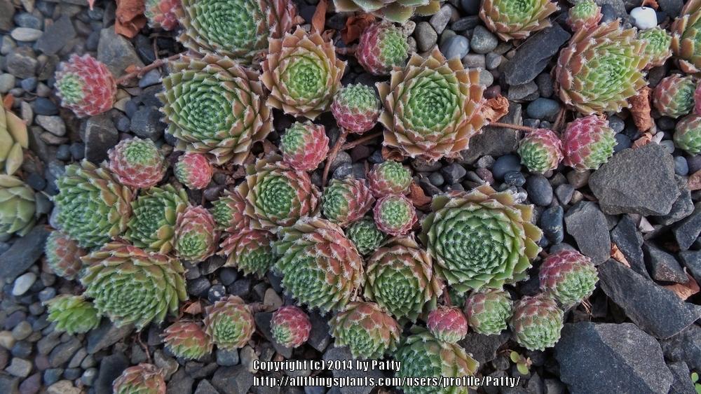 Photo of Hen and Chicks (Sempervivum 'Duke of Windsor') uploaded by Patty