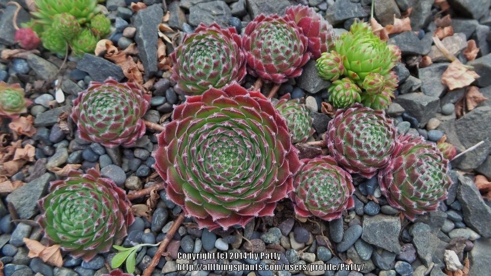 Photo of Hen and Chicks (Sempervivum 'Mate') uploaded by Patty