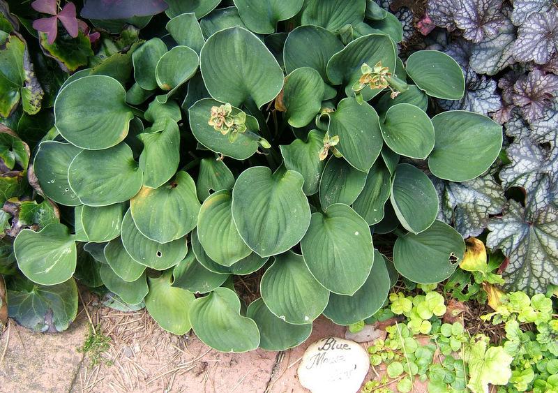 Photo of Hosta 'Blue Mouse Ears' uploaded by pirl