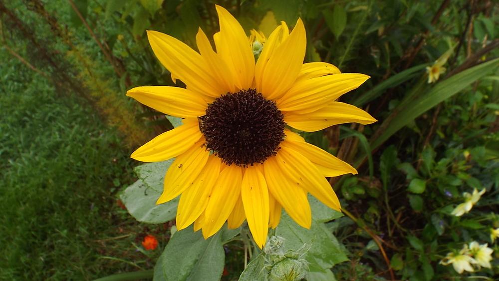 Photo of Silverleaf Sunflower (Helianthus argophyllus) uploaded by poisondartfrog