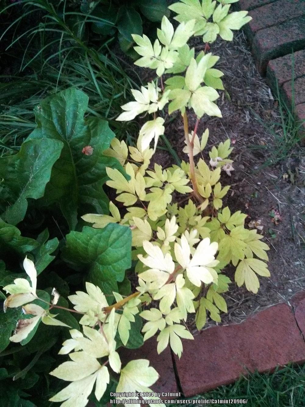 Photo of Bleeding Heart (Lamprocapnos spectabilis 'Gold Heart') uploaded by Catmint20906