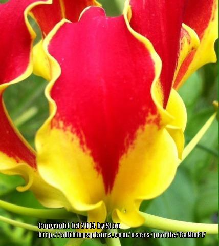 Photo of Gloriosa Lily (Gloriosa superba 'Rothschildiana') uploaded by GaNinFl