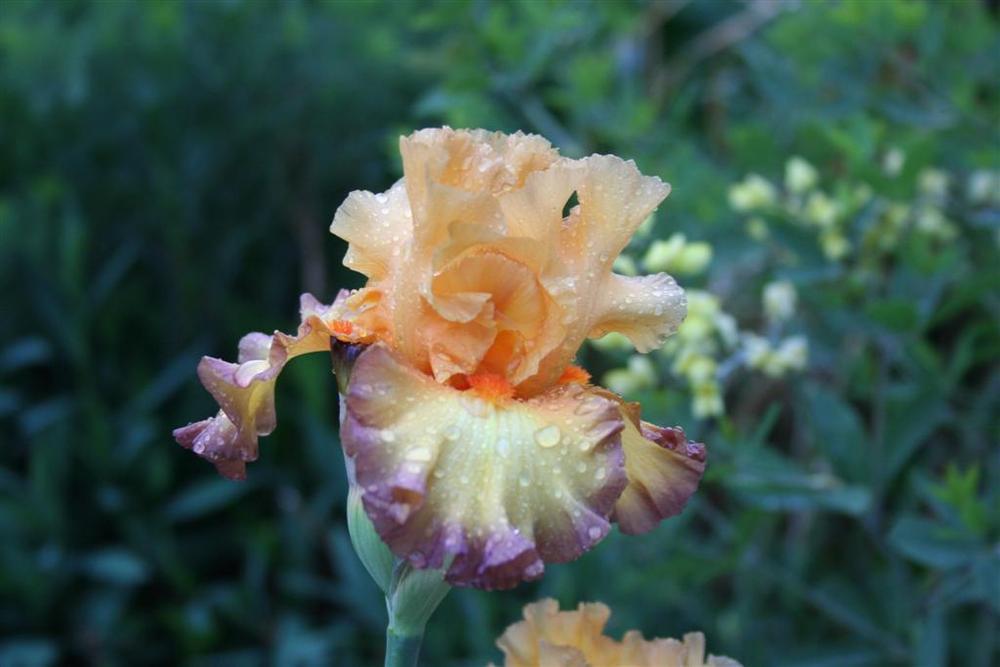 Photo of Tall Bearded Iris (Iris 'Glimmer of Hope') uploaded by KentPfeiffer