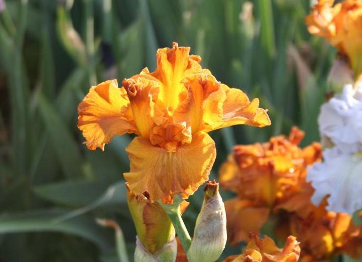 Photo of Tall Bearded Iris (Iris 'Golden Panther') uploaded by KentPfeiffer