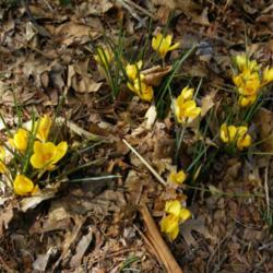 Location: Long Island, NY 
Date: 2014-03-27
Leaves and blooms.