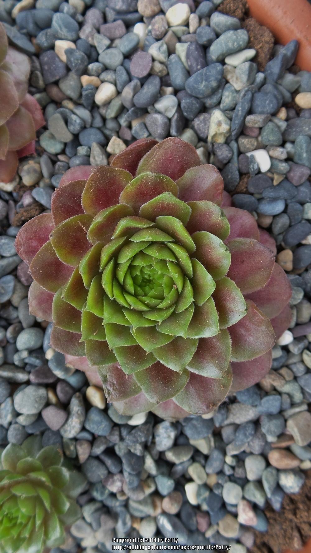 Photo of Hen and Chicks (Sempervivum 'Jeepers Creepers') uploaded by Patty
