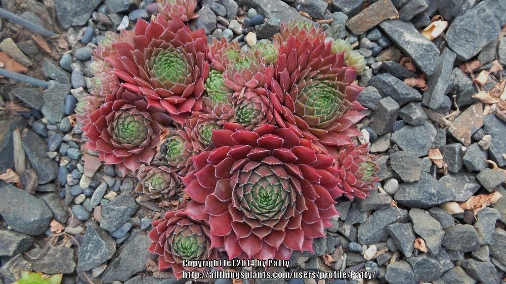 Photo of Hen and Chicks (Sempervivum 'Andrenor') uploaded by Patty