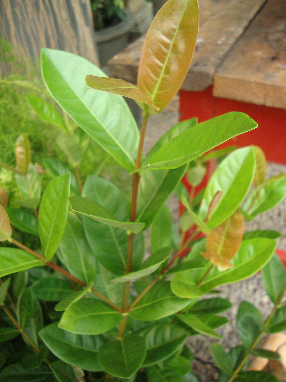 Photo of Jungle Geranium (Ixora coccinea) uploaded by Paul2032