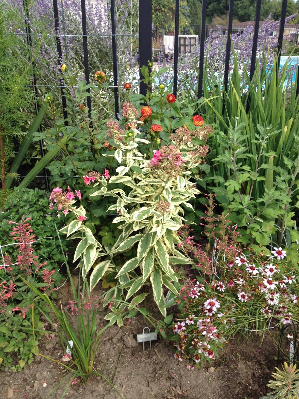 Photo of Variegated Garden Phlox (Phlox paniculata 'Becky Towe') uploaded by jvdubb